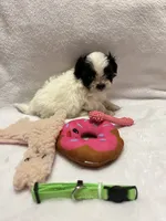 Susie- green, a female Bichon Frise and Shih Tzu for sale in Richland, MO – 1 of 2