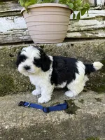 Teddy bear blue , a male Bichon Frise and Shih Tzu for sale in Richland, MO – 2 of 2