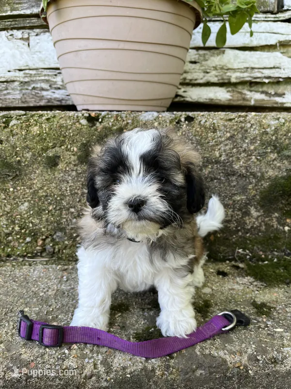 Teddy bear purple  – Bichon Frise, Shih Tzu puppy for sale in Richland, MO