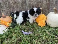 Kit purple, a female Shih Tzu for sale in Richland, MO – 2 of 3