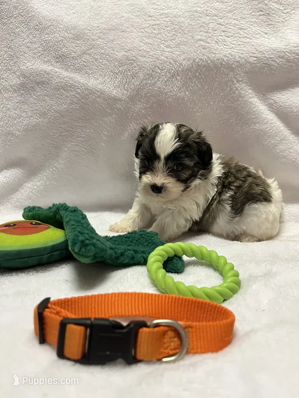 Susie - Orange – Bichon Frise, Shih Tzu puppy for sale in Richland, MO