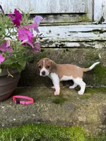 Pink, a female Beagle for sale in Richland, MO – 3 of 3
