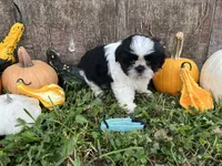 Kit light blue, a male Shih Tzu for sale in Richland, MO – 2 of 4