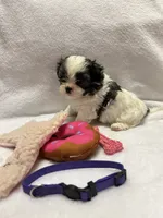 Susie- Purple, a female Bichon Frise and Shih Tzu for sale in Richland, MO – 3 of 3
