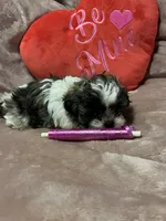 Susie pink, a female Shichon for sale in Richland, MO – Photo 2 of 3