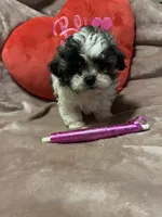Susie pink, a female Shichon for sale in Richland, MO – Photo 1 of 3