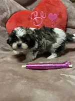 Susie pink, a female Shichon for sale in Richland, MO – Photo 3 of 3