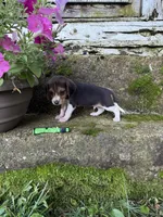 Green, a male Beagle for sale in Richland, MO – 1 of 3
