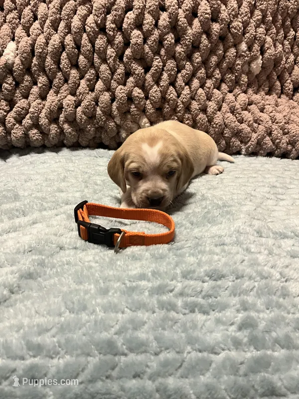 Orange – Beagle puppy for sale in Richland, MO