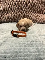 Orange, a male Beagle for sale in Richland, MO – Photo 1 of 2