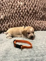 Orange, a male Beagle for sale in Richland, MO – Photo 2 of 2