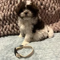 Grey, a male Shichon for sale in Richland, MO – Photo 1 of 3