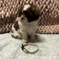 Grey, a male Shichon for sale in Richland, MO – Photo 2 of 3