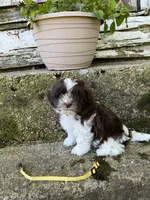Teddy bear yellow, a male Bichon Frise and Shih Tzu for sale in Richland, MO – 2 of 2