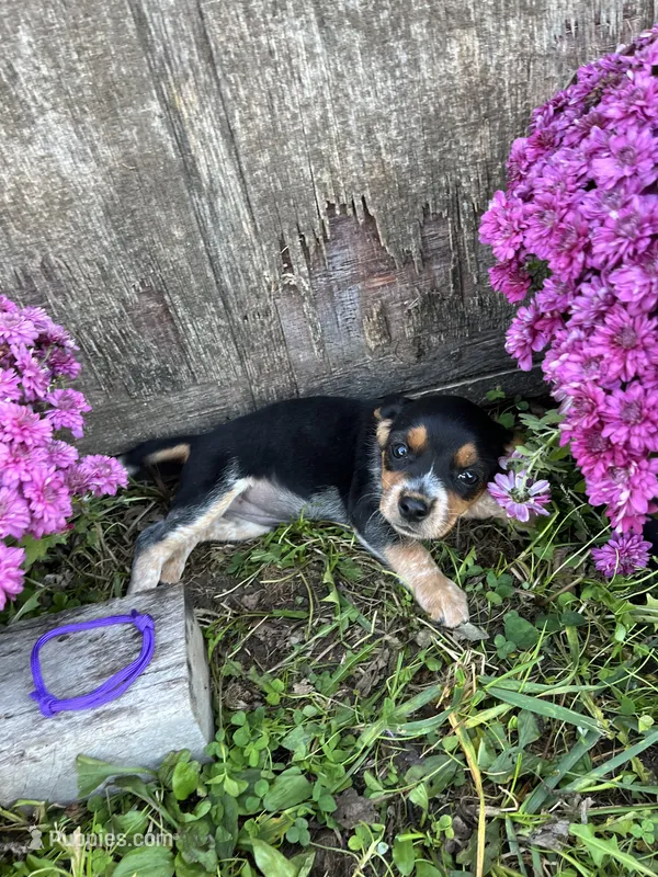Tick- Purple – Beagle puppy for sale in Richland, MO