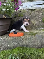 Orange, a male Beagle for sale in Richland, MO – 3 of 3