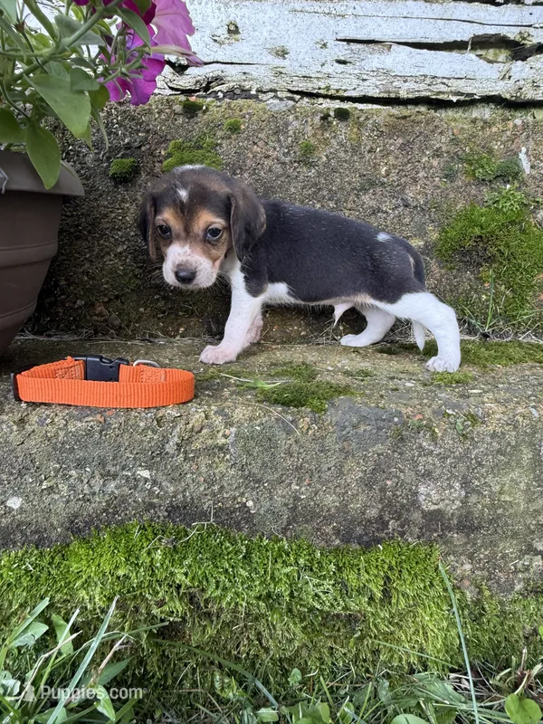 Orange – Beagle puppy for sale in Richland, MO