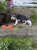 Orange, a male Beagle for sale in Richland, MO – 1 of 3