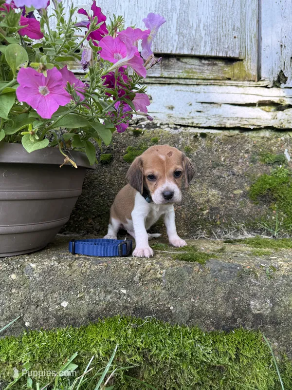 Blue – Beagle puppy for sale in Richland, MO