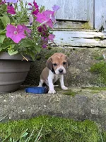 Blue, a male Beagle for sale in Richland, MO – 1 of 3