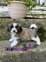 Teddy bear purple , a female Bichon Frise and Shih Tzu for sale in Richland, MO – 2 of 2