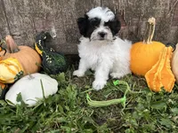 Susie- green, a female Bichon Frise and Shih Tzu for sale in Richland, MO – 1 of 3
