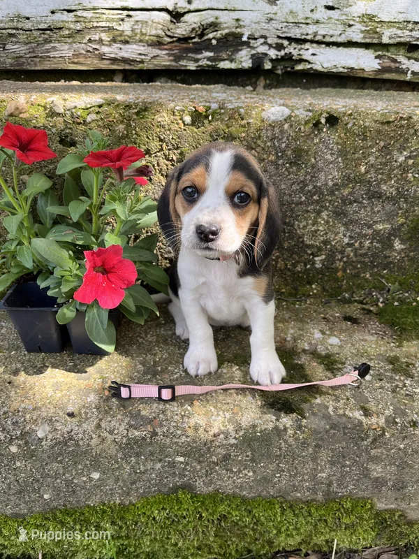 Pink – Beagle puppy for sale in Richland, MO