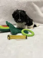Susie - Yellow, a male Bichon Frise and Shih Tzu for sale in Richland, MO – 2 of 2