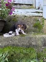 White , a male Beagle for sale in Richland, MO – 2 of 3