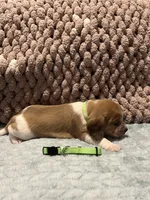 Green, a male Beagle for sale in Richland, MO – Photo 2 of 2