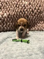 Green, a male Beagle for sale in Richland, MO – Photo 1 of 2