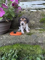 Orange, a male Beagle for sale in Richland, MO – 2 of 3