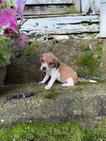 Black, a male Beagle for sale in Richland, MO – 2 of 3