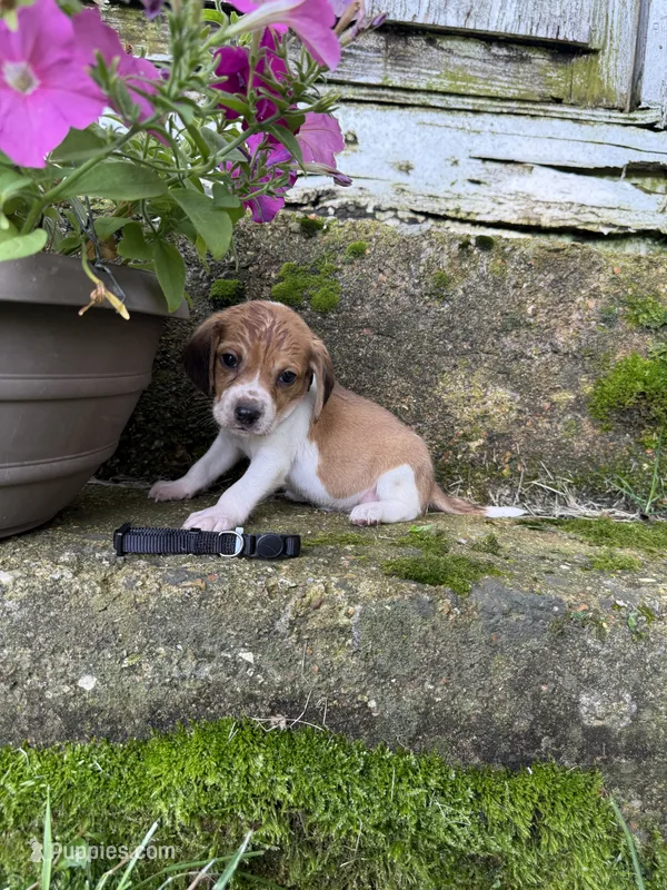 Black – Beagle puppy for sale in Richland, MO