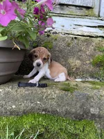 Black, a male Beagle for sale in Richland, MO – 1 of 3