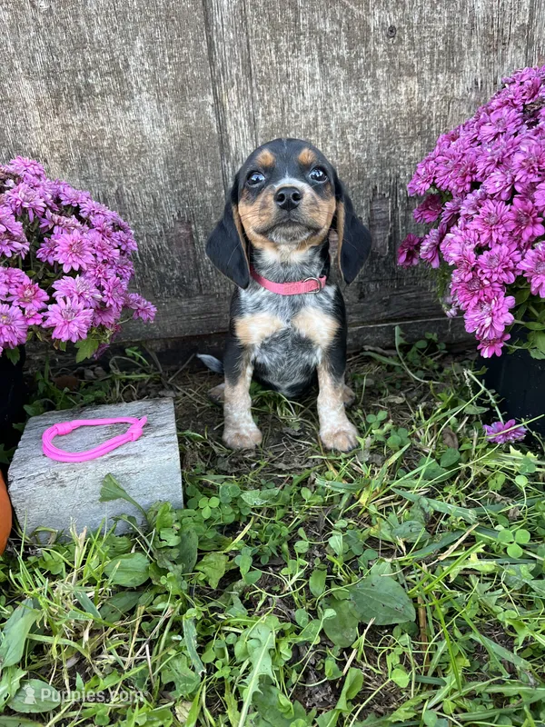 Tick - pink  – Beagle puppy for sale in Richland, MO