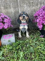 Tick - pink , a female Beagle for sale in Richland, MO – 1 of 2