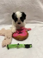Susie- green, a female Bichon Frise and Shih Tzu for sale in Richland, MO – 2 of 2