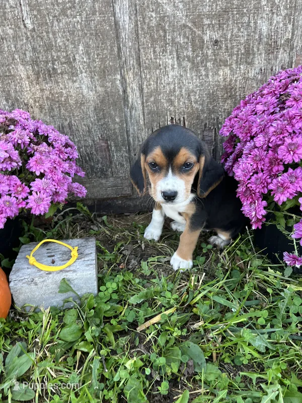 Tick - yellow – Beagle puppy for sale in Richland, MO