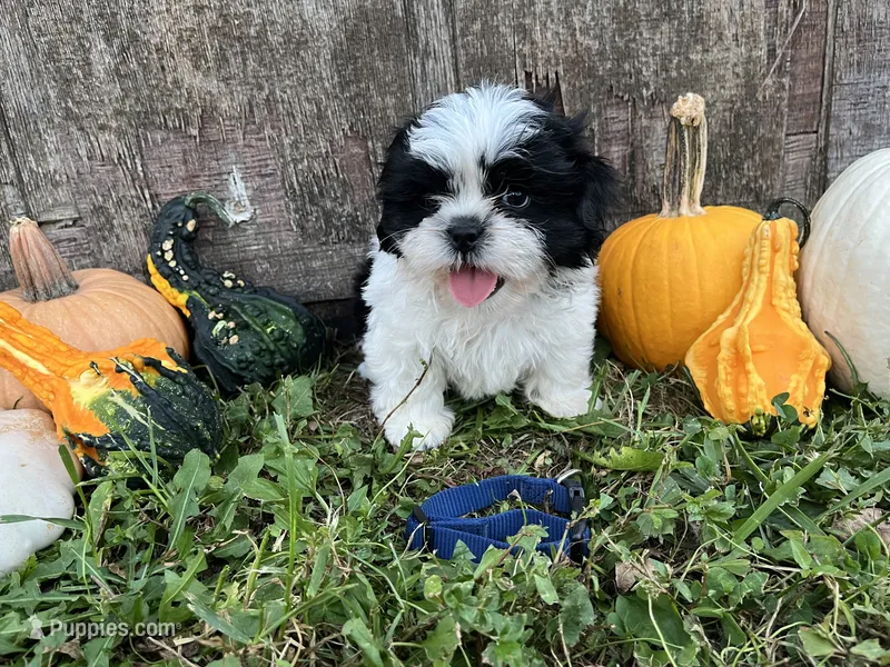 Kit -dark blue – Shih Tzu puppy for sale in Richland, MO