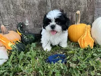 Kit -dark blue, a male Shih Tzu for sale in Richland, MO – 1 of 3