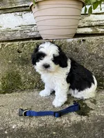 Teddy bear blue , a male Bichon Frise and Shih Tzu for sale in Richland, MO – 1 of 2