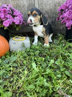 Tick - yellow, a male Beagle for sale in Richland, MO – 2 of 2