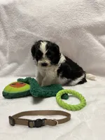 Susie -Brown, a male Bichon Frise and Shih Tzu for sale in Richland, MO – 2 of 2