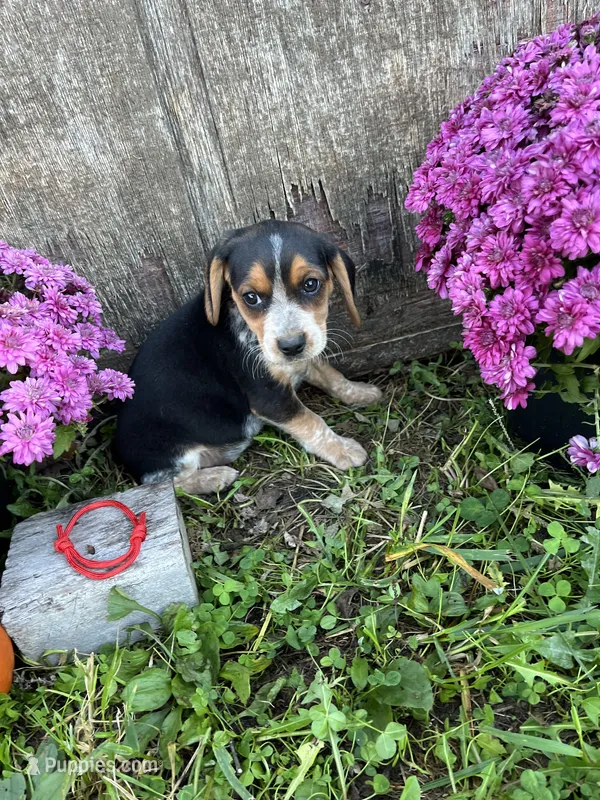 Tick - red – Beagle puppy for sale in Richland, MO