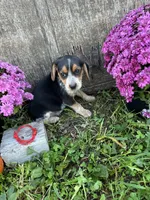 Tick - red, a male Beagle for sale in Richland, MO – 1 of 2