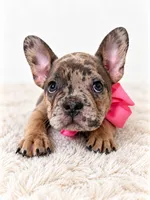 Monroe, a female French Bulldog for sale in Elmwood Park, IL – 3 of 3