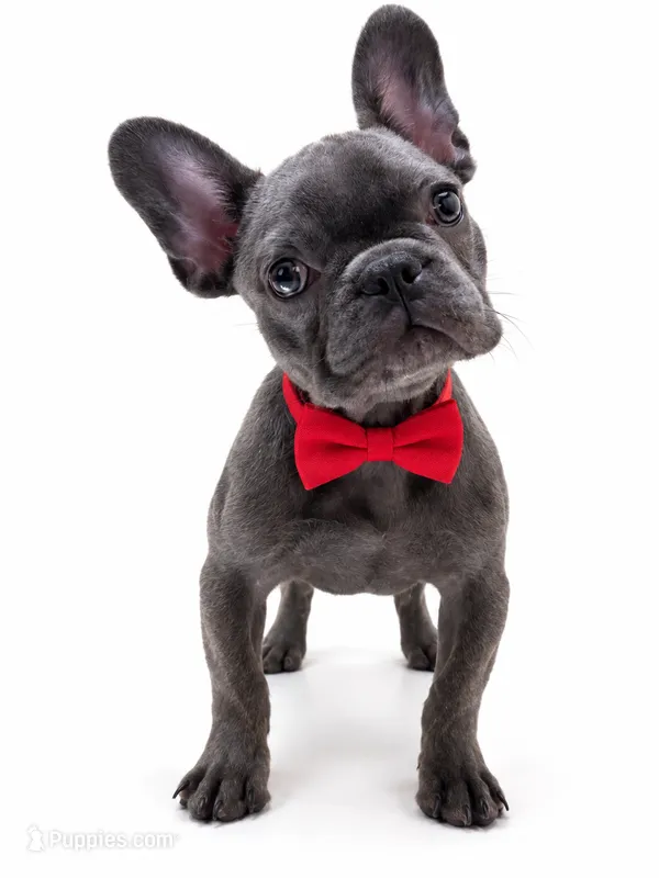 Onyx-AKC Brindle Blue French Bulldog – French Bulldog puppy for sale in Chicago, IL