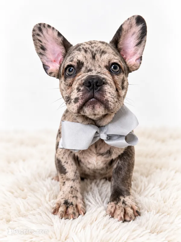 Banks – French Bulldog puppy for sale in Elmwood Park, IL
