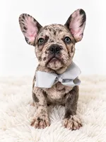 Banks, a male French Bulldog for sale in Elmwood Park, IL – 1 of 3